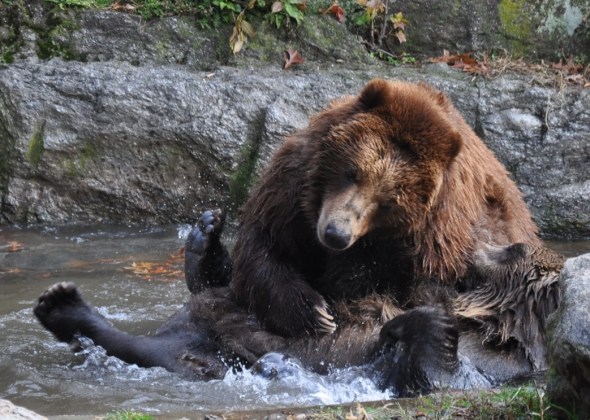 Bears playing in the Bronx Zoo