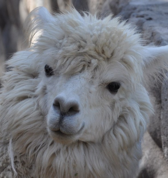 Alpacas are a common sight in the countryside around Cusco