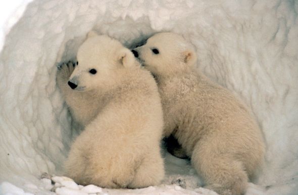 Polar bear cubs by US Fish and Wildlife Service (in the public domain)