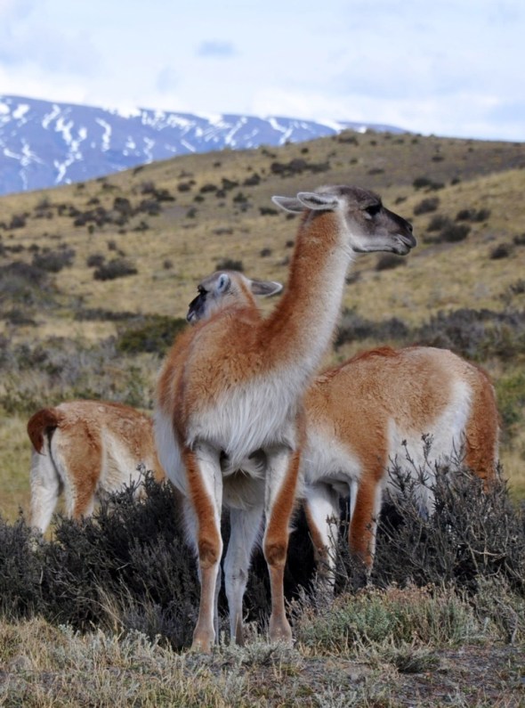 Guanacos in the north of the park 