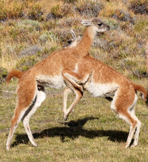 Young guanacos play-fighting