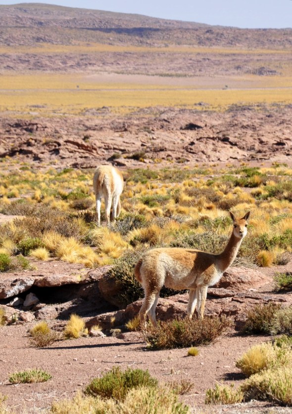Vicuña graze the altiplano in family groups