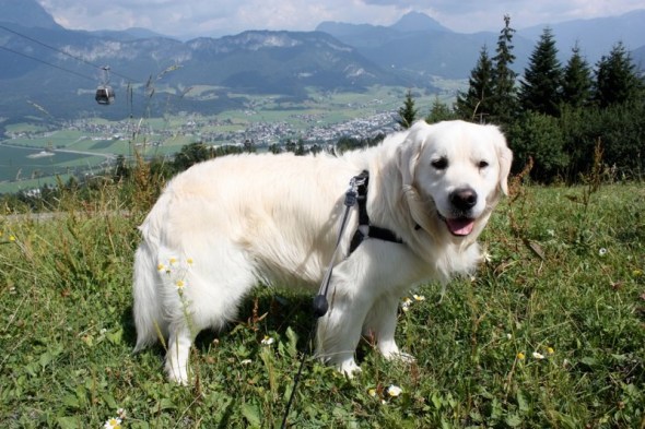 My walking companion, Einstein