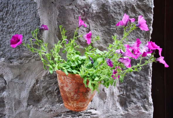 A splash of colour on a wall in Corniglia