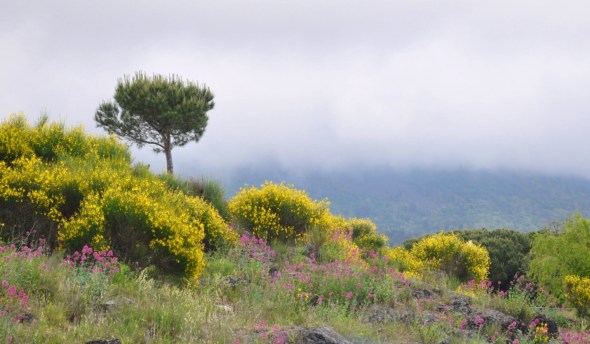 A typical scene on the slopes of the volcano