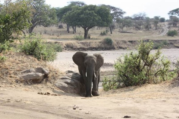 Male elephant scratching on a tree stump