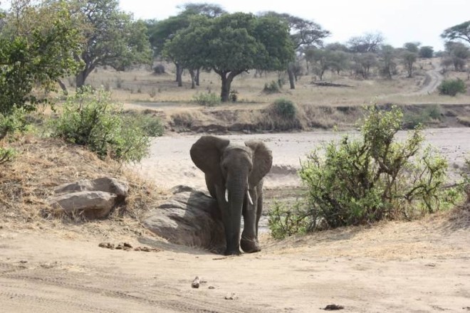 Male elephant scratching on a tree stump
