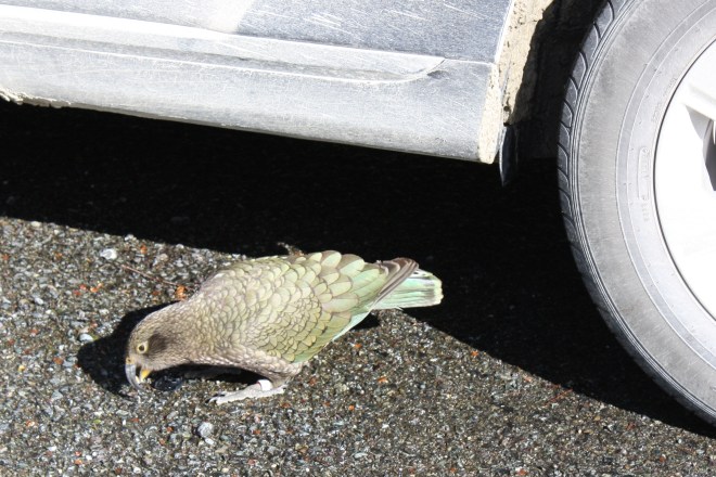 Kea inspecting the bus for Dione