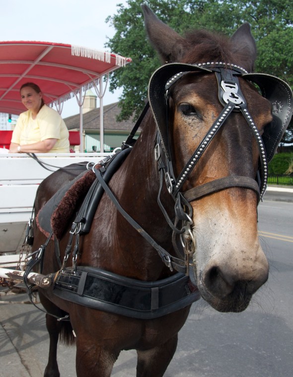 Shared carriage around the French Quarter