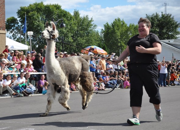 Some llamas run enthusiastically