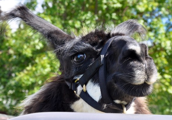The llamas are keen to be fussed