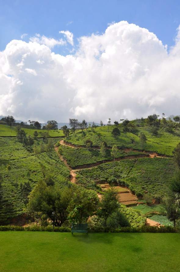 No shortage of tea bushes