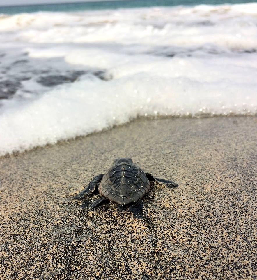 22539770_1683111295066230_1508518556723251419_n