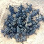 23244200_1703107346399958_7052683245127994049_n