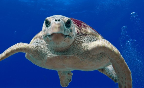 loggerhead-turtle-123402