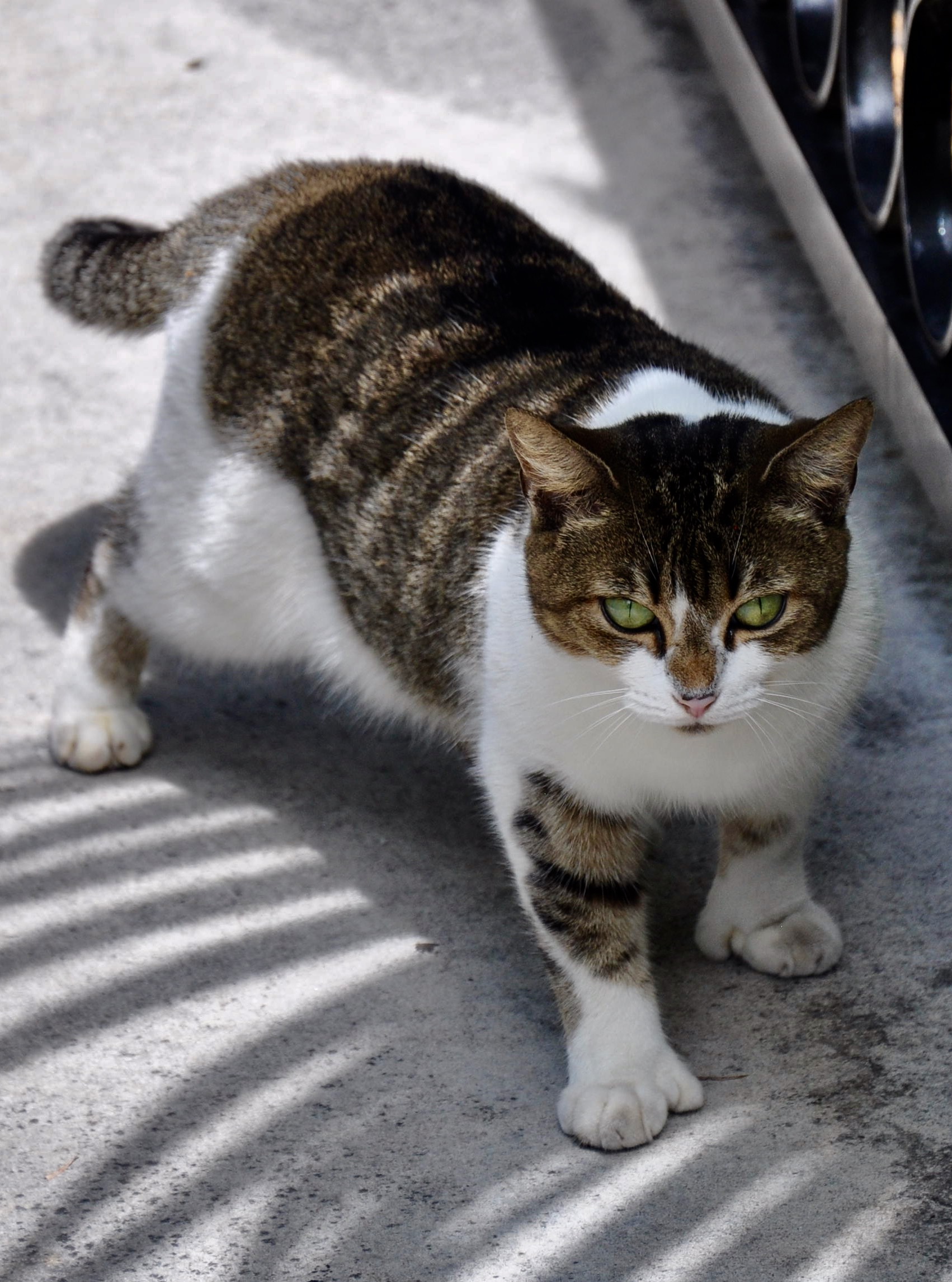 CFFCF60D-EB77-4171-ABD7-19288DC63E1C